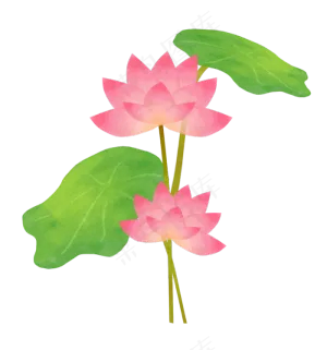 精美粉色荷花