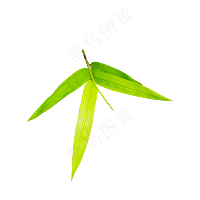 大自然竹叶(2000X2000(DPI:300))