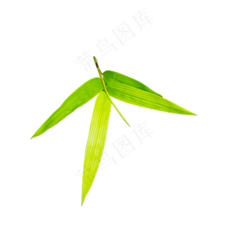 大自然竹叶