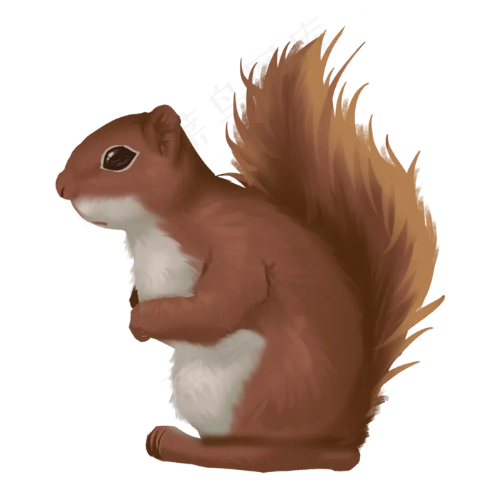 啮齿动物小松鼠,免抠元素(3000X3000(DPI:300))psd模版下载