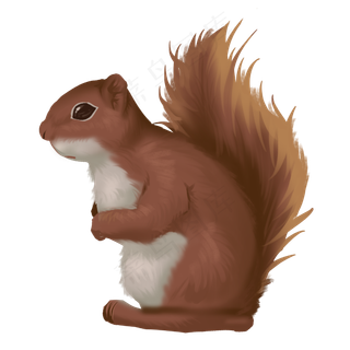 啮齿动物小松鼠,免抠元素