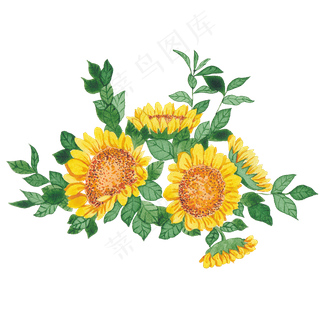 水彩向日葵花朵