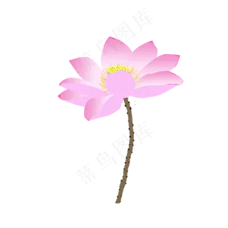 荷花荷花图手绘荷花粉荷花可商用