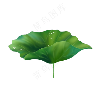 荷叶露珠,免抠元素