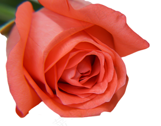 七夕情人节玫瑰花