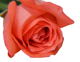 七夕情人节玫瑰花