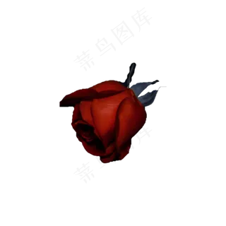 玫瑰花实拍（png免抠）