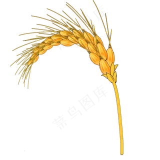 金黄的麦穗系列一,免抠元素