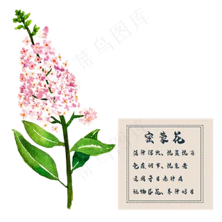 密蒙花花类中草药植物水彩