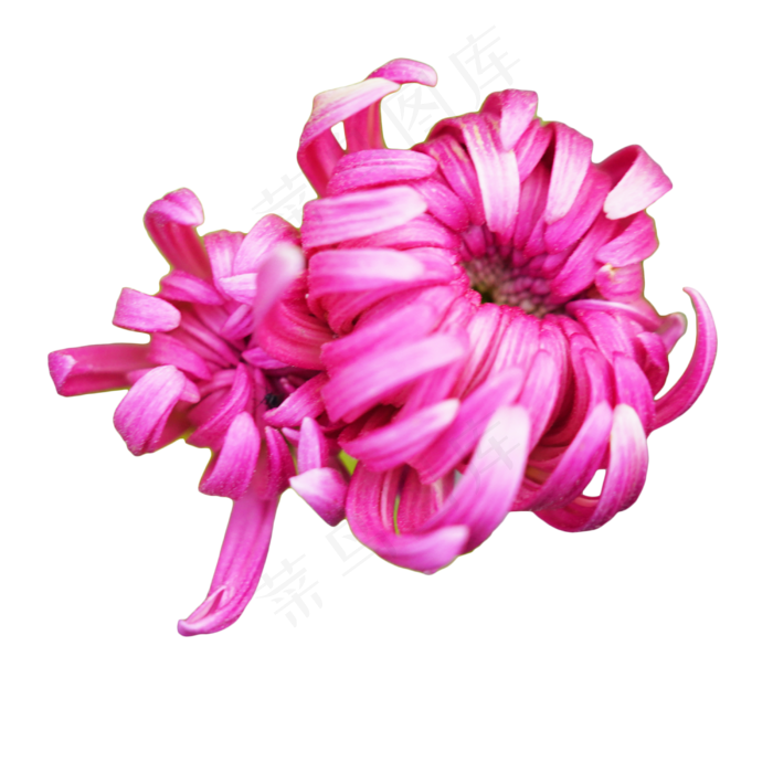 秋菊花朵花卉,免抠元素(3000*3000px 300 dpi )