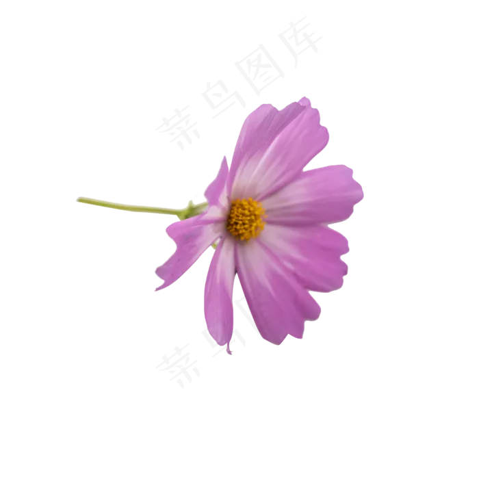 格桑花波斯菊花朵摄影实物