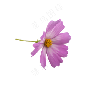 格桑花波斯菊花朵摄影实物