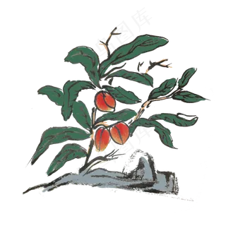 夏天水墨风水果李子手绘