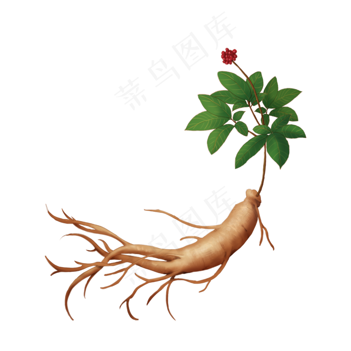 千年人参植物,免抠元素(2500X2500(DPI:300))psd模版下载