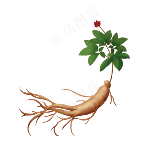 千年人参植物,免抠元素
