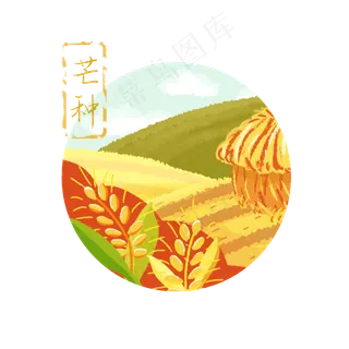 芒种节气稻田小麦