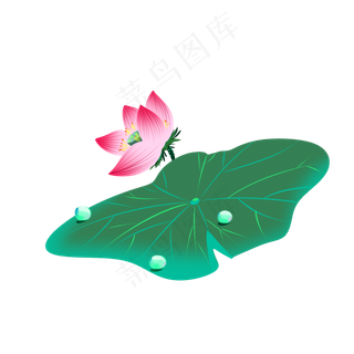 荷叶露荷花莲花