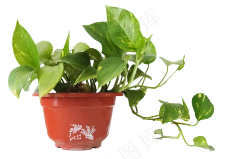塑料花盆绿萝,免抠元素 塑料花盆绿萝,免抠元素