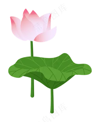 雨水滋润的荷花荷叶