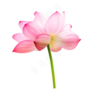 粉色荷花植物