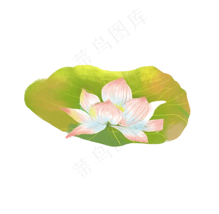 夏天荷花湖水荷花素材(2000X2500(DPI:300))psd模版下载