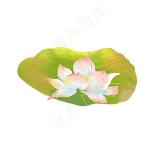 夏天荷花湖水荷花素材