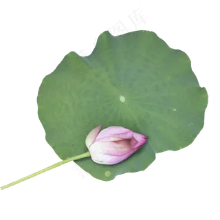 荷花和荷叶