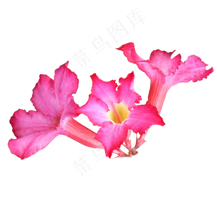 沙漠玫瑰(2000X2500(DPI:299))