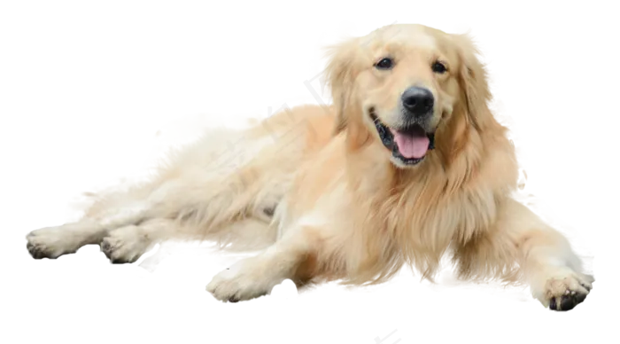 一只宠物狗,免抠元素(2000*1108px 300 dpi )psd模版下载