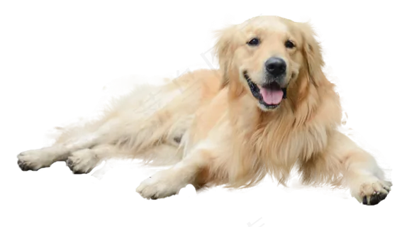 一只宠物狗,免抠元素