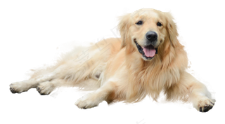 一只宠物狗,免抠元素