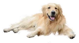 一只宠物狗,免抠元素