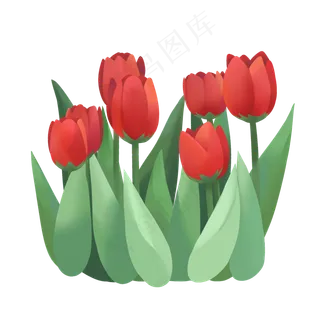 手绘鲜花装饰素材郁金香荷兰花