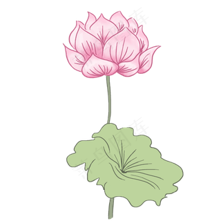 粉色荷花荷叶
