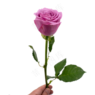 一枝紫色玫瑰花