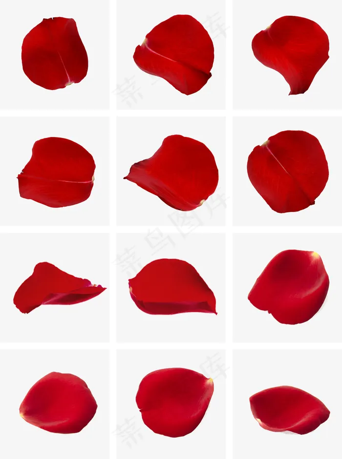 情人节红色真实风活动促销玫瑰花,免抠元素(2000*2680px)psd模版下载