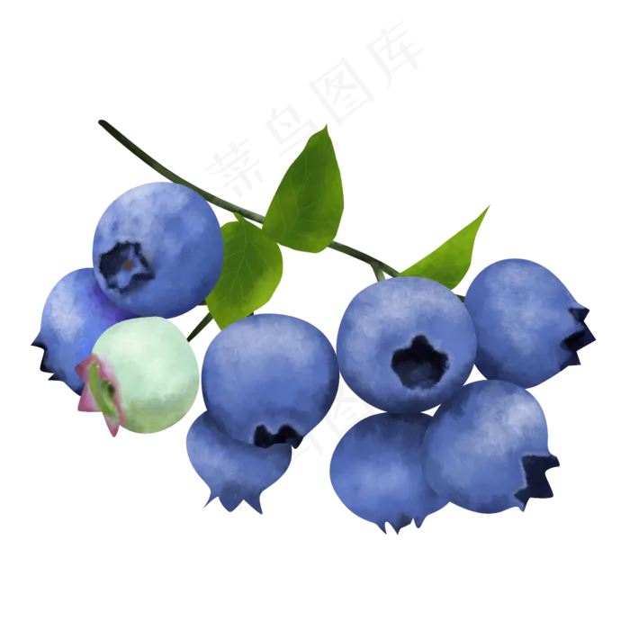 写实一串成熟蓝莓装饰(2000X2000(DPI:300))psd模版下载
