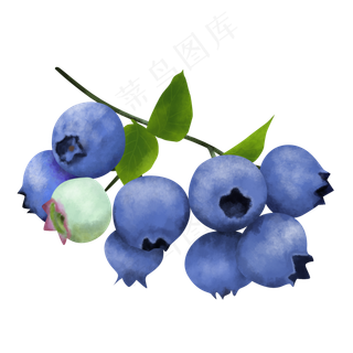 写实一串成熟蓝莓装饰