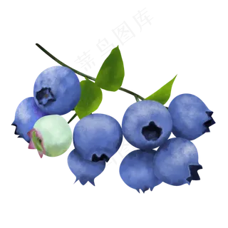 写实一串成熟蓝莓装饰