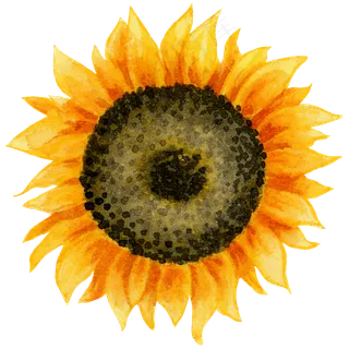 水彩夏日黄色向日葵