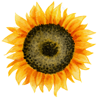 水彩夏日黄色向日葵