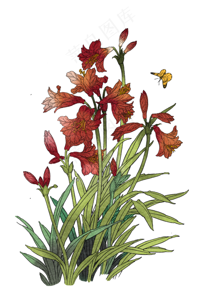 卡通手绘红色水仙花工笔画插画,免抠元素
