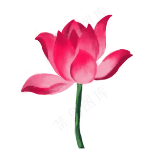 红色荷花莲花花瓣