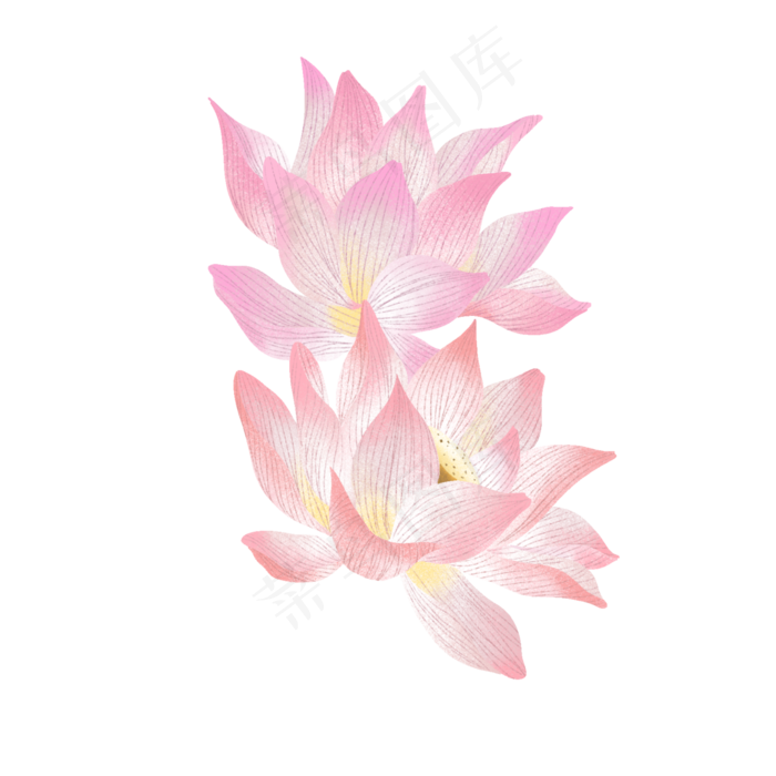 夏天里的两朵荷花(2000X2000(DPI:300))psd模版下载