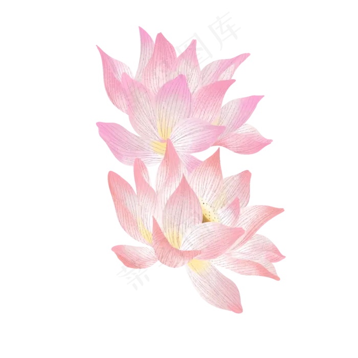 夏天里的两朵荷花(2000X2000(DPI:300))psd模版下载
