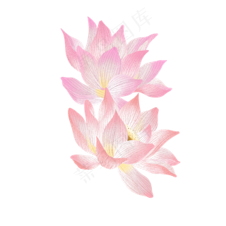 夏天里的两朵荷花