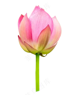 粉色荷花花枝 粉色荷花花枝