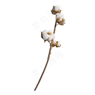 仿真棉花枝png图
