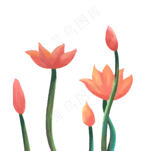 荷花盛开