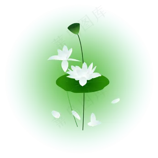 夏日荷花清新精美